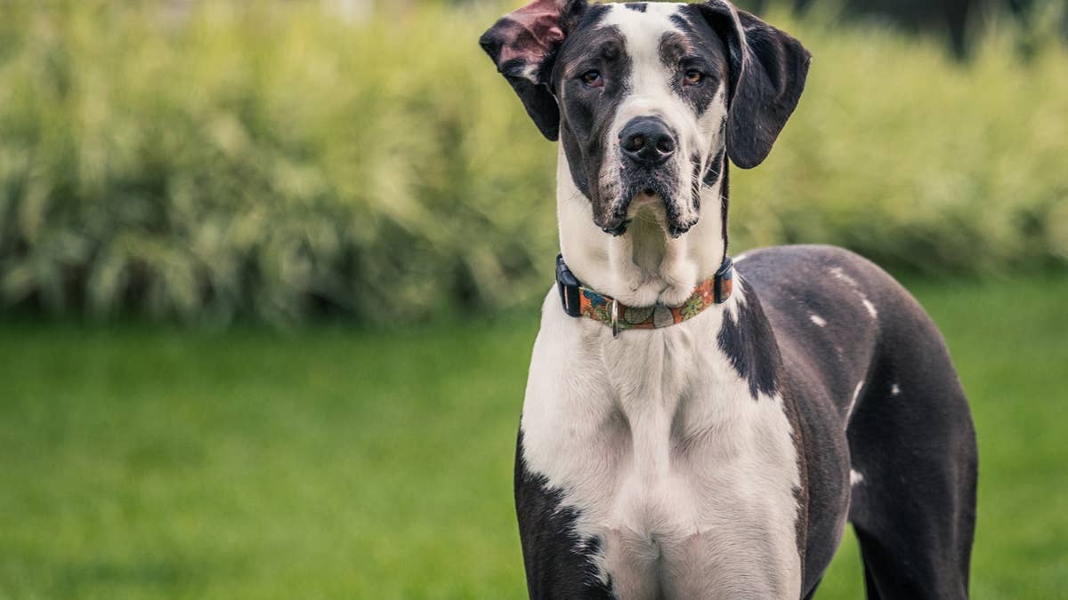 black-and-white-great-dane-staring-at-camera
