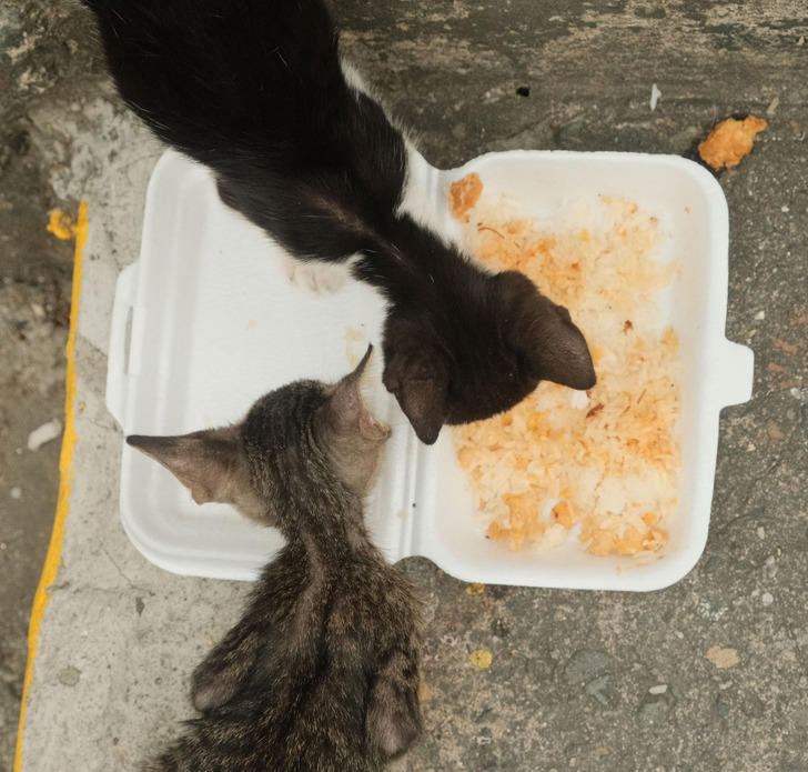 10 acts of animal kindness that remind us compassion is the heart of ...