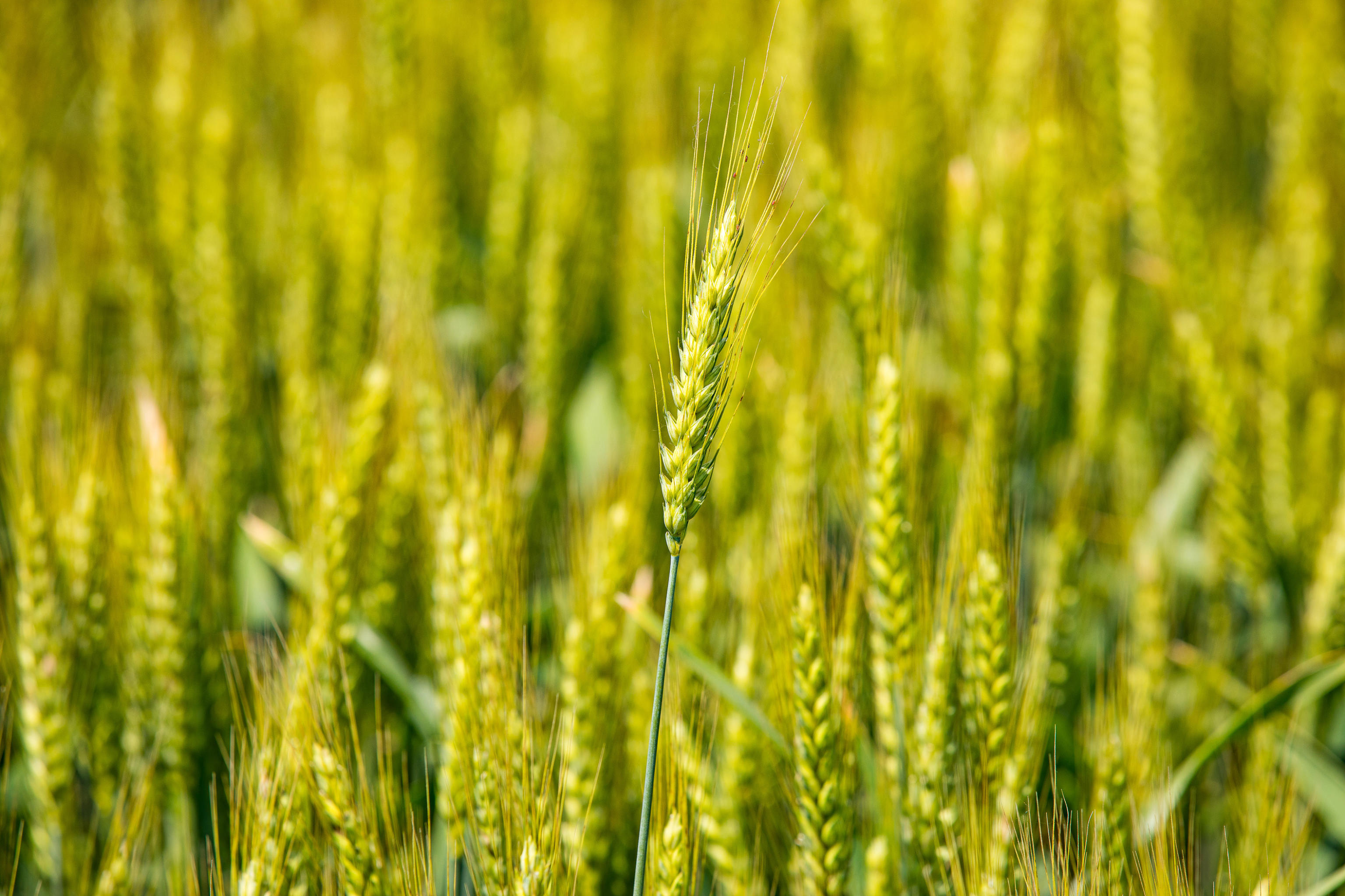 Italmopa, raccolto grano duro 2026 oltre 4 milioni di tonnellate ma ...