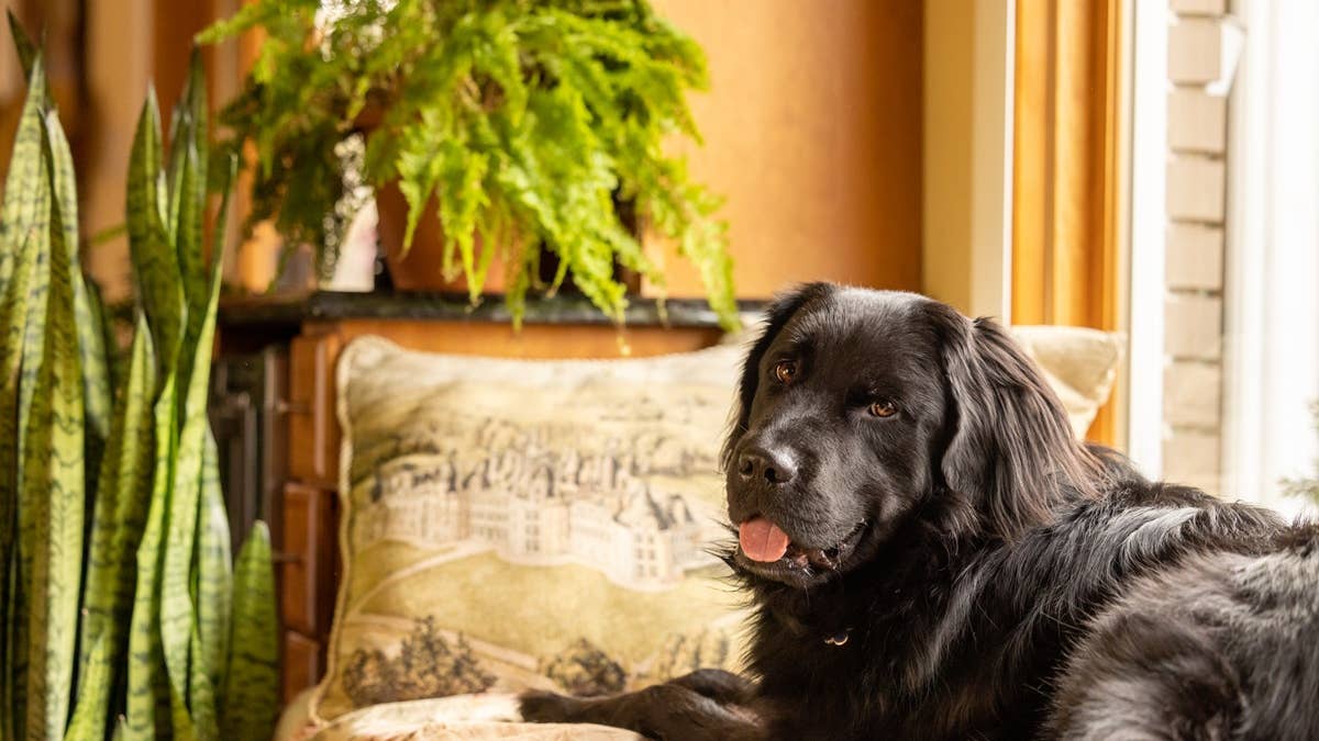a-happy-dog-lying-in-a-window-seat