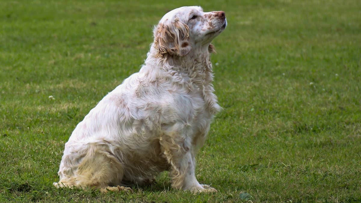 clumber-spaniel-dog-in-a-field
