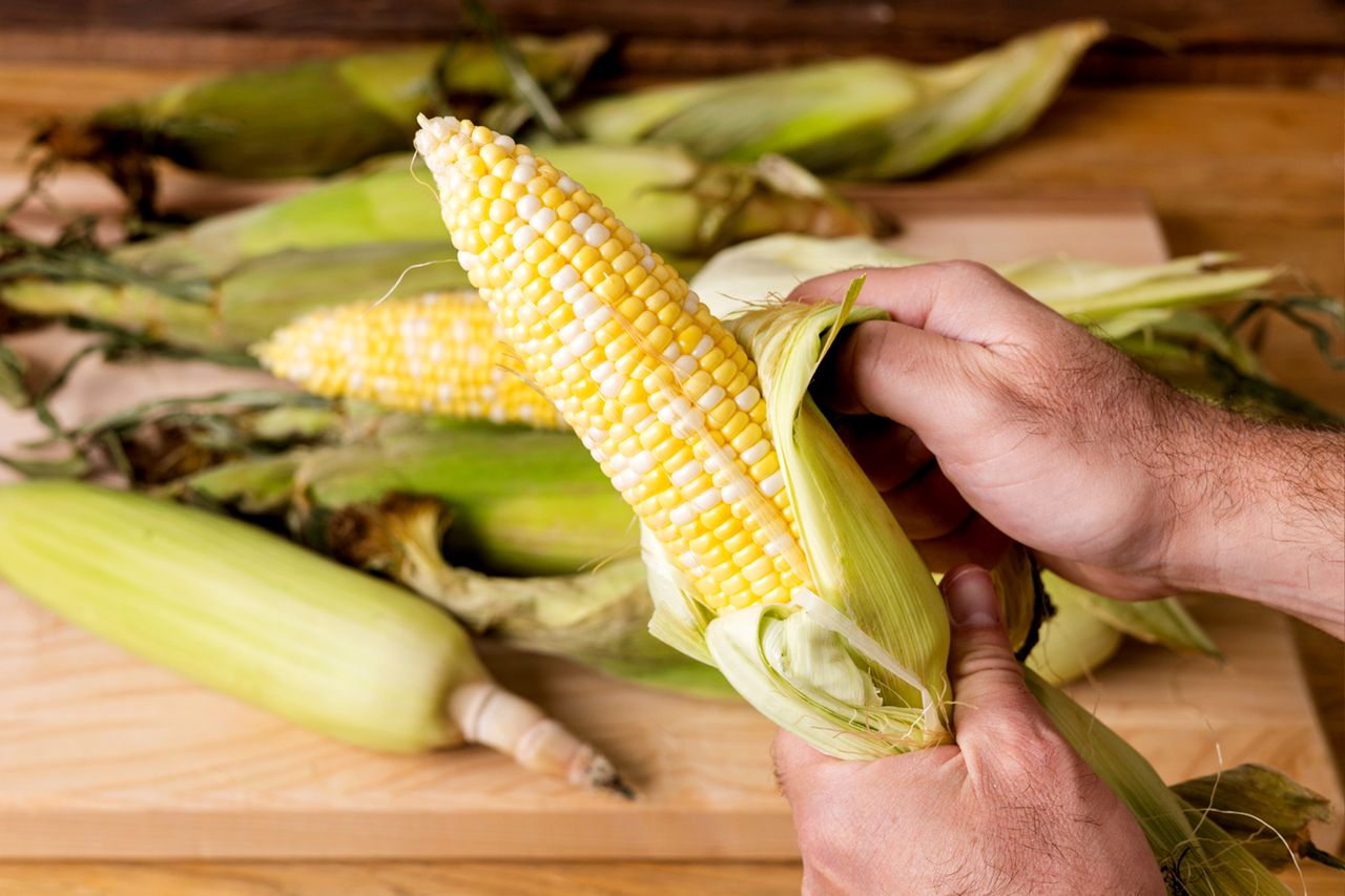 Person peeling husk from fresh corn on a wooden surface several ears of corn in the background