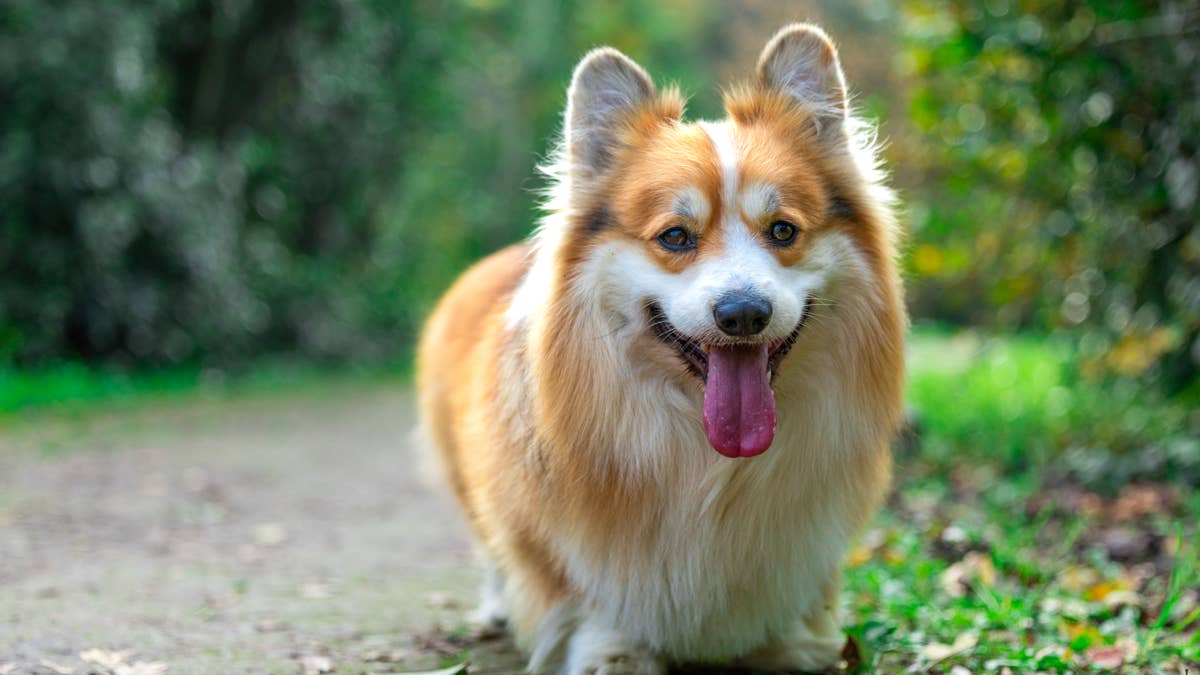 Mom Buys Her Corgi a Cheap $3 Wig—and the Transformation Is Hilarious