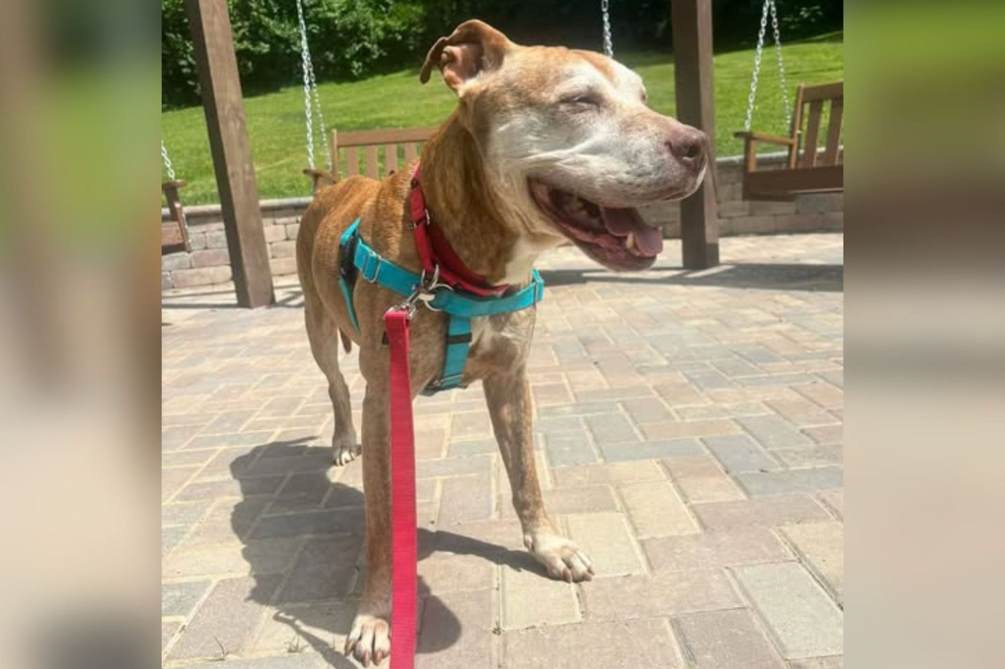 Senior dog awaits adoption