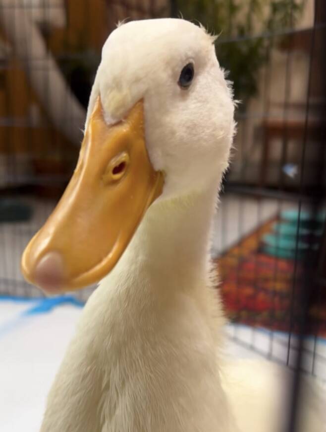 Panicked duckling chases after park-goers — looking for someone to help her