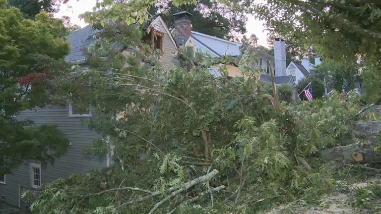 Massive tree falls across street, lands on top of home