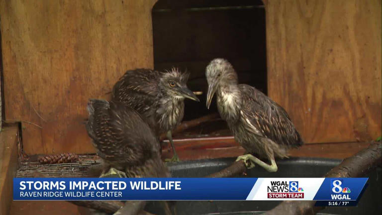 Storms impact | Raven Ridge Wildlife Center is handling an influx of ...