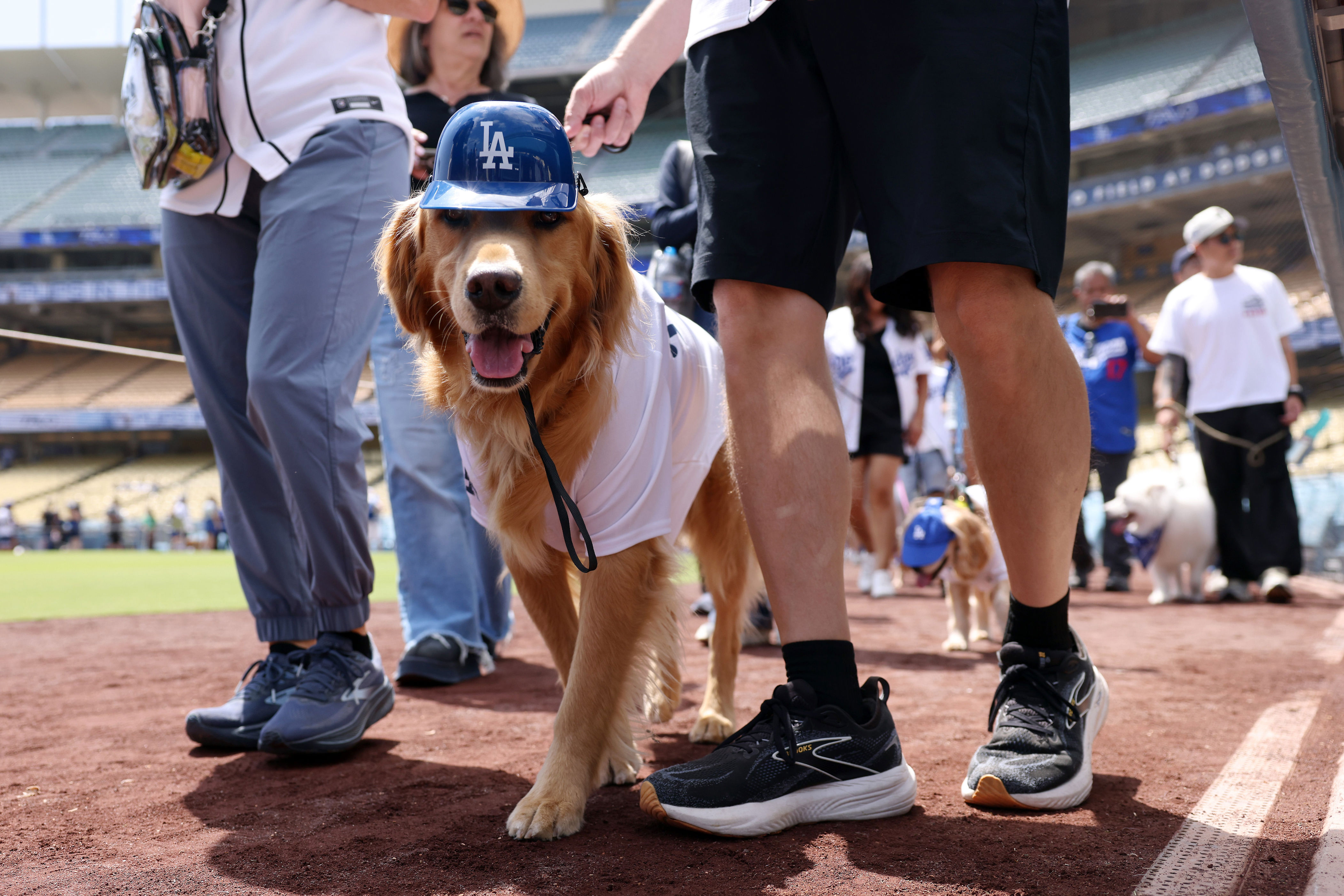 Pet sitting pays an average of $21.12 an hour, according to career site Indeed (Getty)