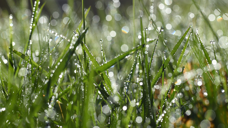Are Mulching Mowers Worth It? Here's What Users Are Saying