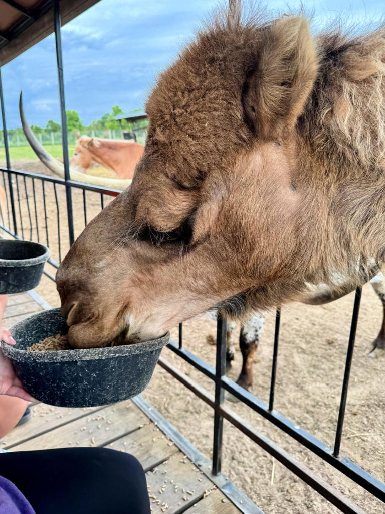 Best things to do in Shipshewana, Indiana: Why it's worth the trip