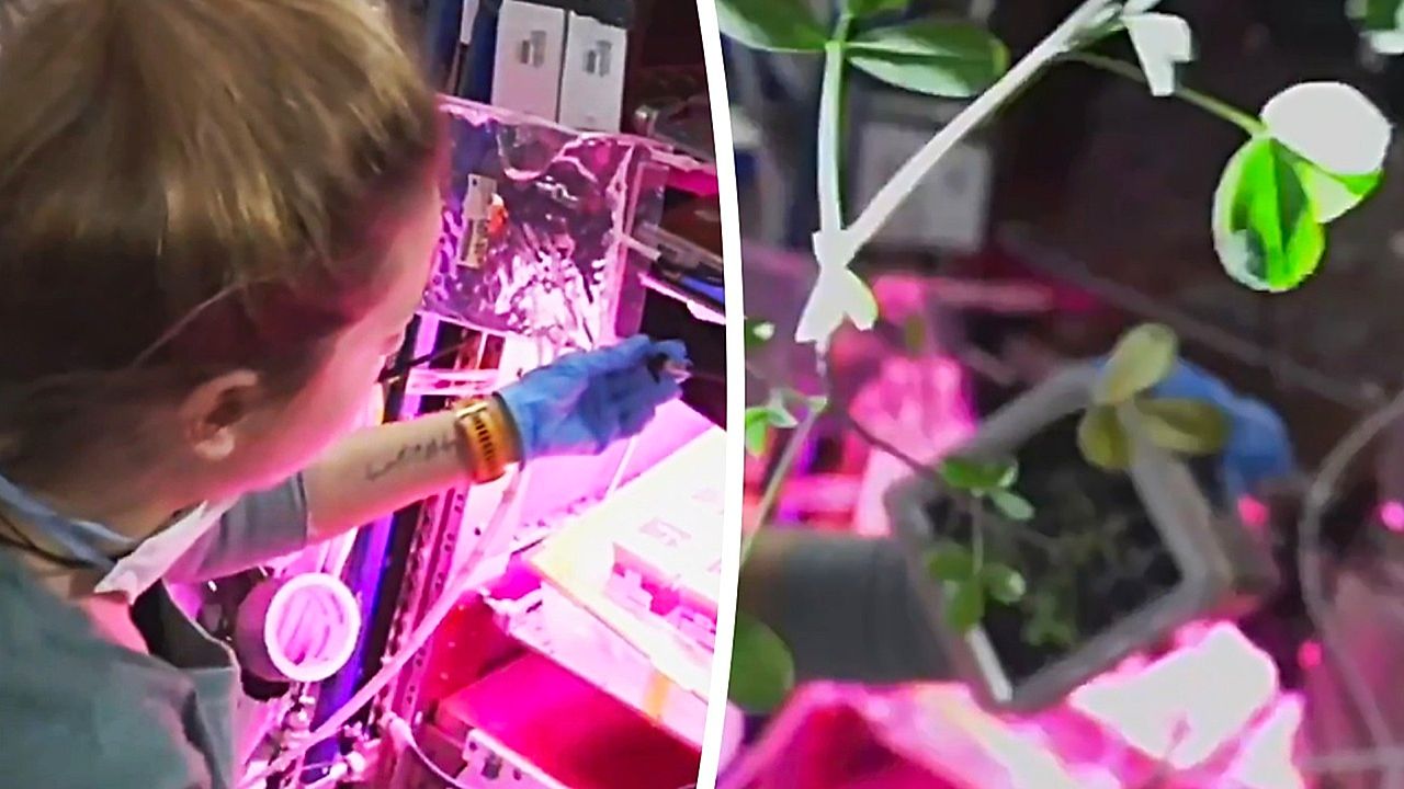 Astronaut shows off pink vegetable garden on the ISS