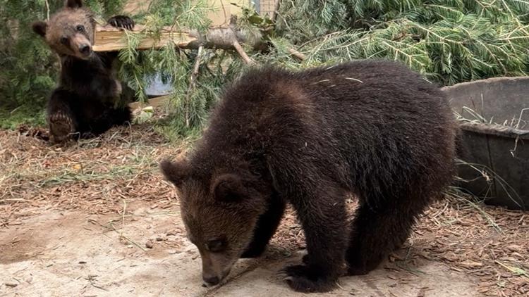 Orphaned grizzly bear cubs arrive in Colorado