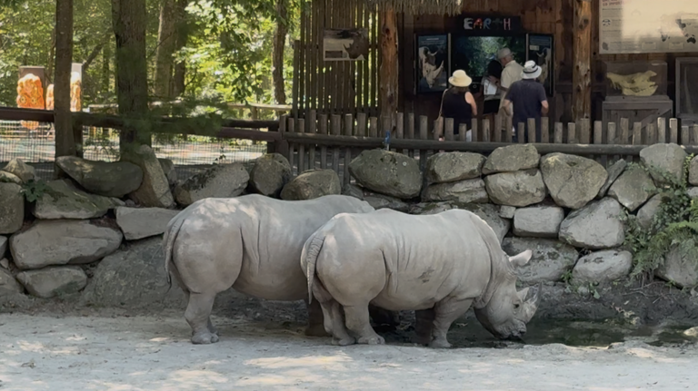 Southwick's Zoo mourns beloved white rhino after unexpected loss