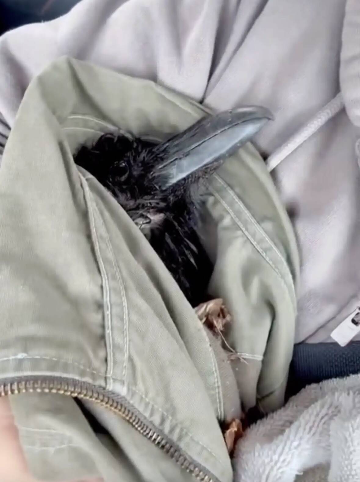 3 months ago, she rescued an injured raven. Last week, she got a text.