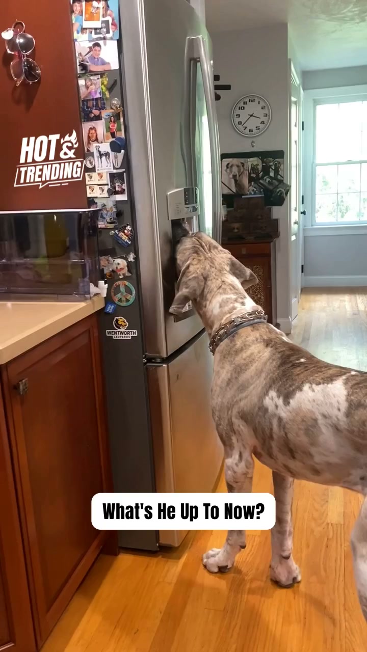 Clever 10-month-old dog masters ice machine operation