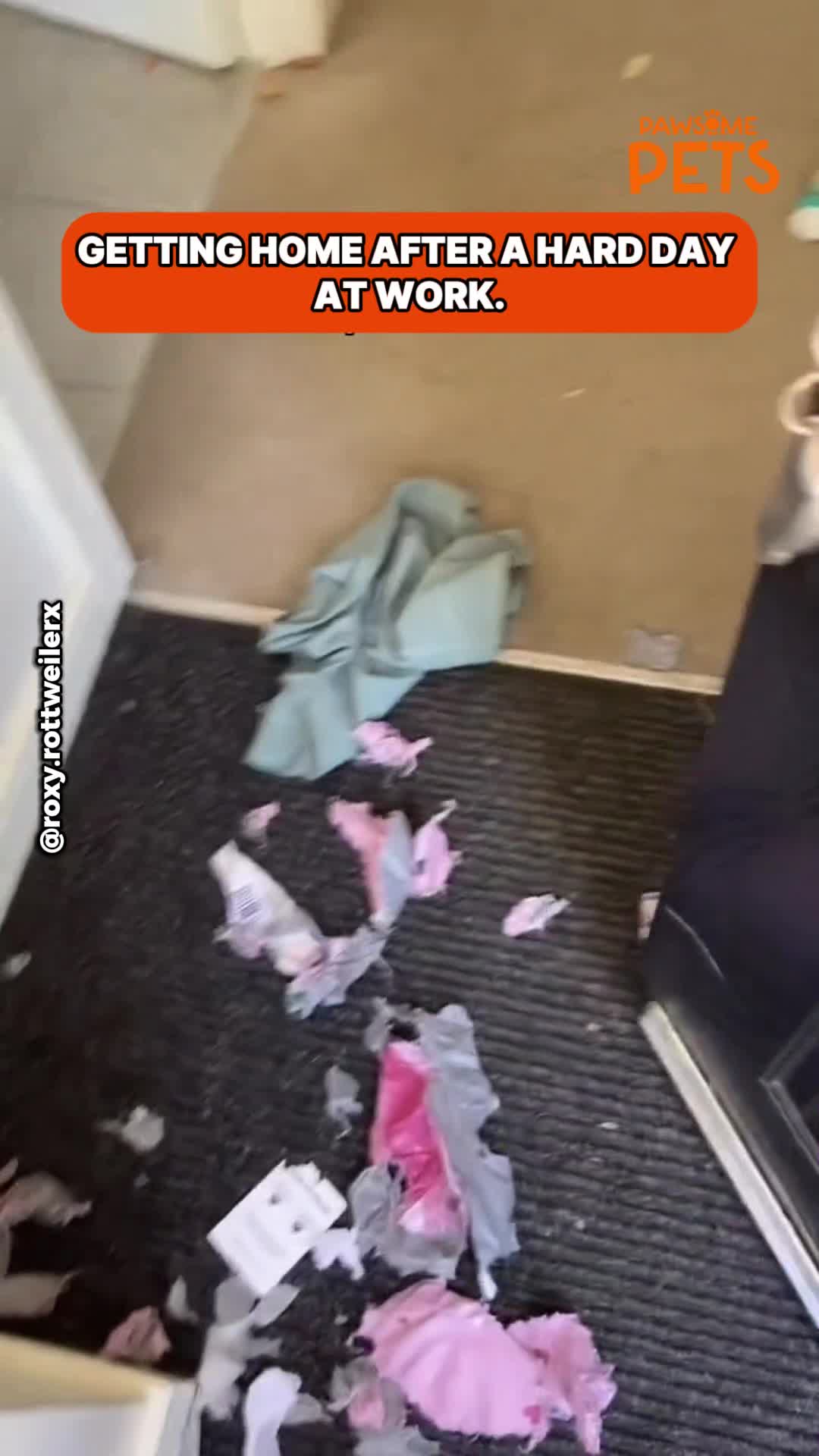 Owner comes home to find a mess and suspicious looking pet