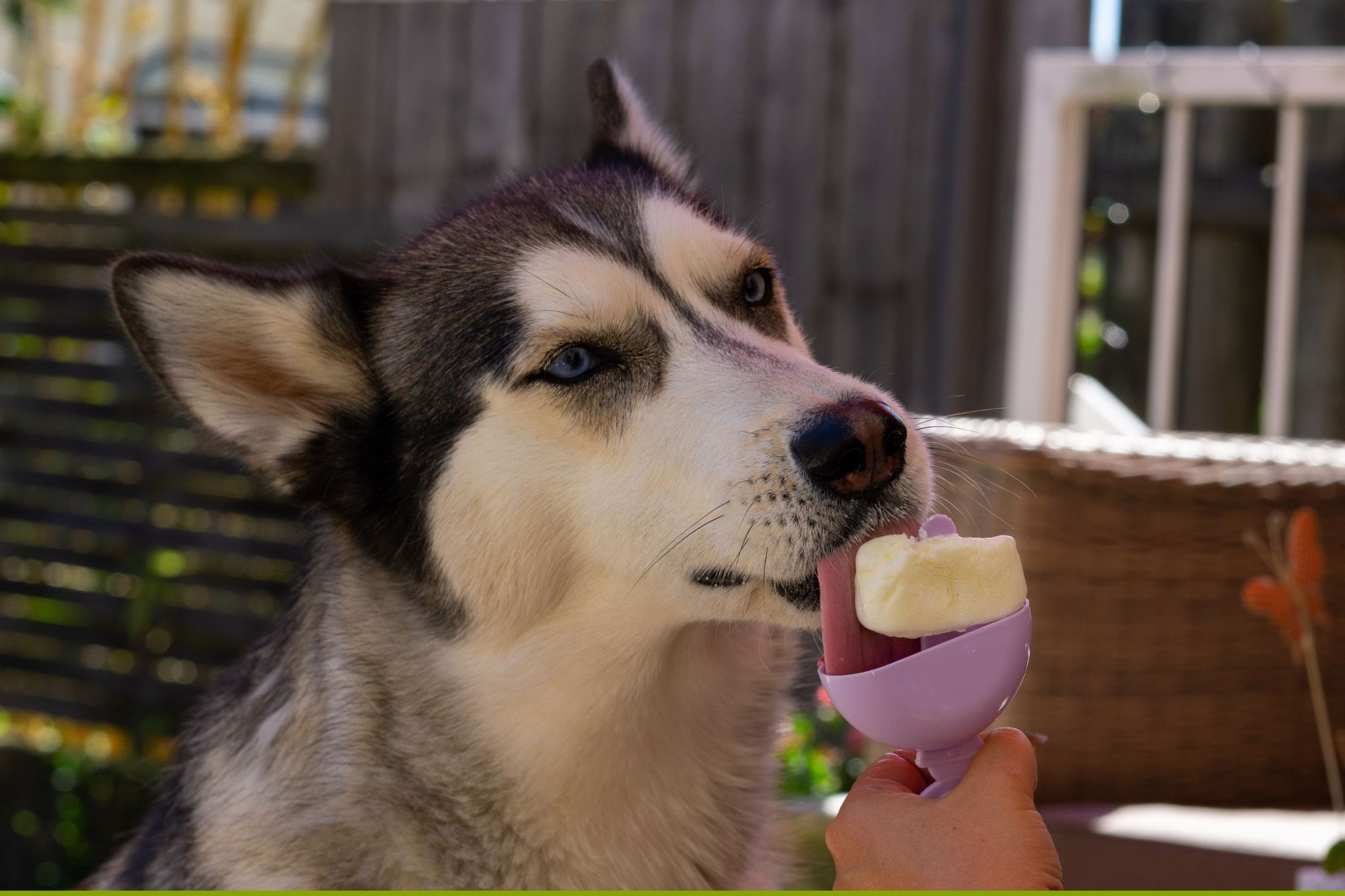Husky keeps cool with popsicle