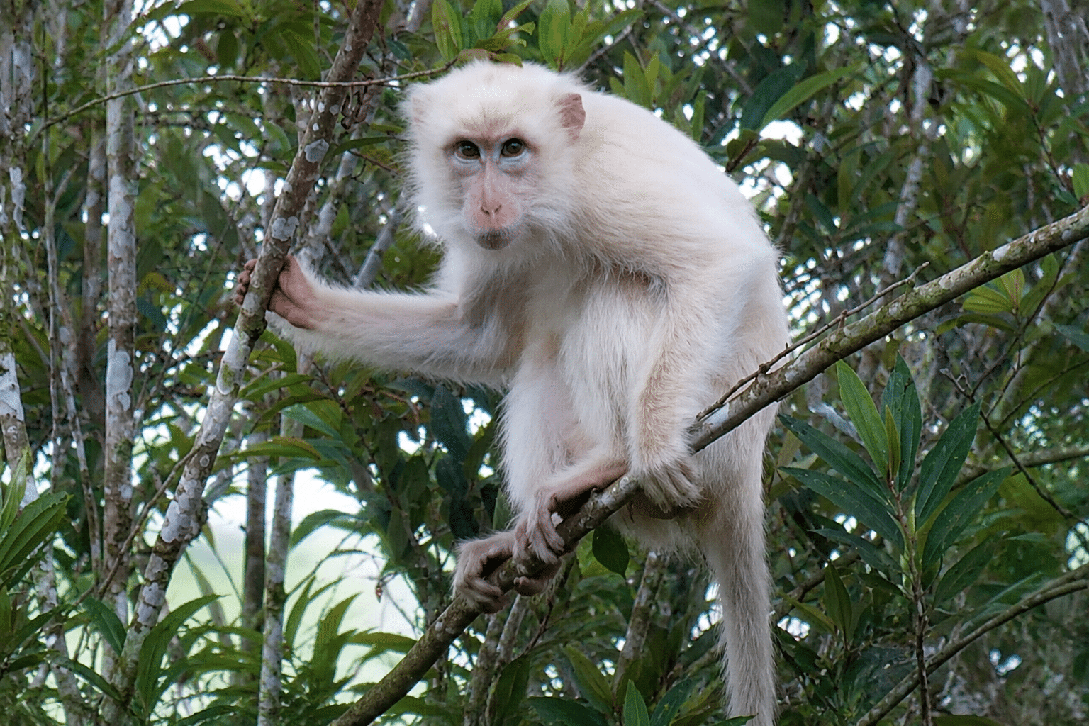 Rare 'white' macaque draws protection drive in Sultan Kudarat