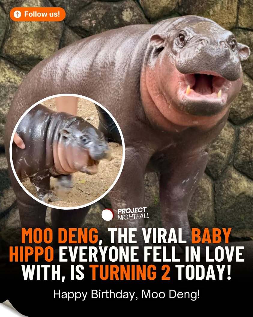 Global star Moo Deng turns 2! Her viral fame masks the grim extinction ...