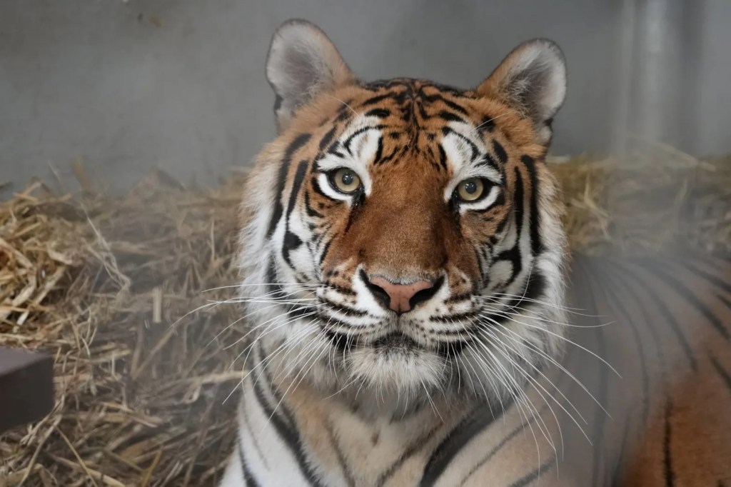 Sitara is a 13-year-old tiger who has found a new home at the Oakland Zoo after being rescued from a notorious roadside zoo in Butte County.