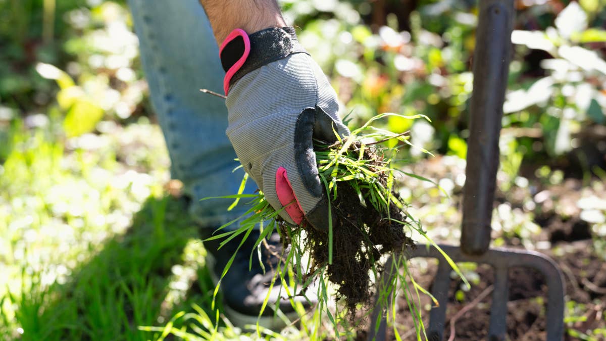 Most homeowners treat invasive lawn grass the wrong way—here’s the pro ...