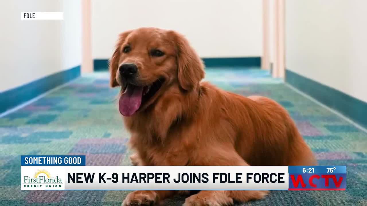 Something good: New K-9 Harper joins FDLE force