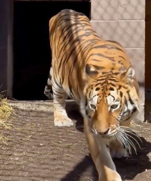 Tiger rescued from ‘worst roadside zoo in America’ finds new home in California