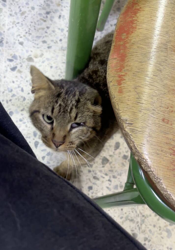 Scraggly cat walks into voting booth on election day and begs volunteer for help