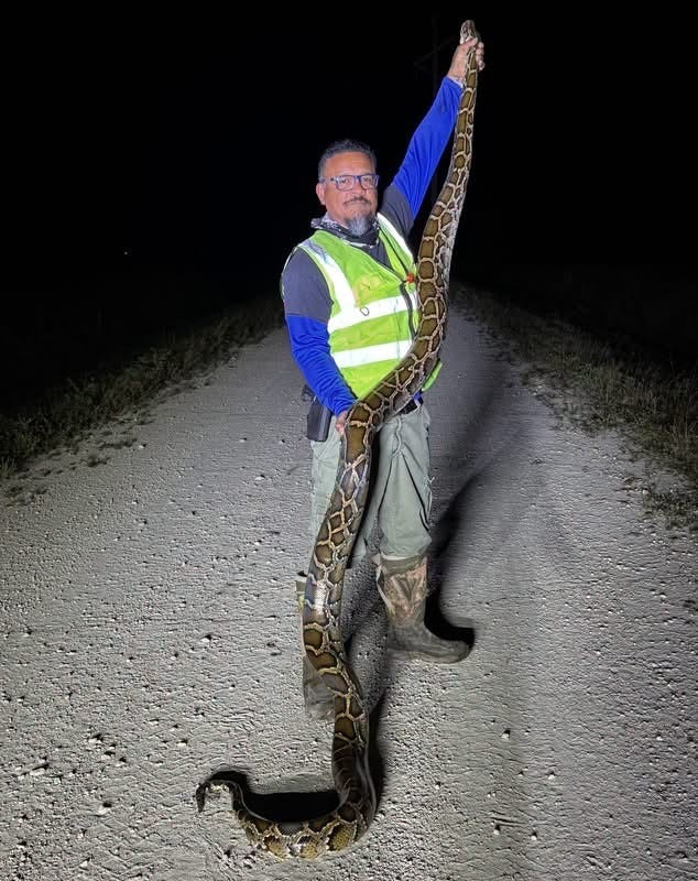 Florida python hunter's 16-foot catch tops in this elimination program