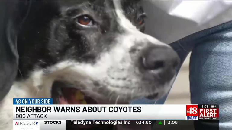 Madison County woman warns neighbors after coyotes attack her dog in ...