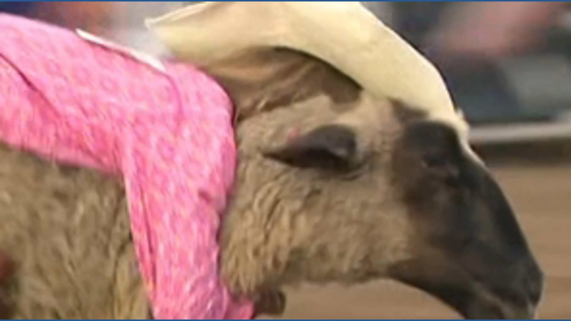 Kids compete in mutton busting at the Dallas County Fair