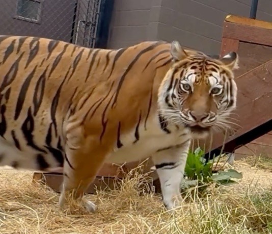 Tiger rescued from ‘worst roadside zoo in America’ finds new home in California
