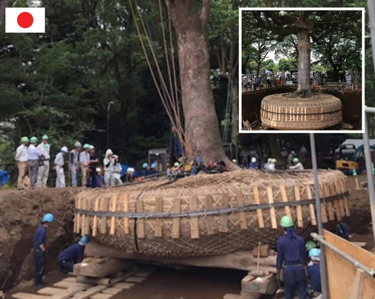 Japan's sacred trees: No chains