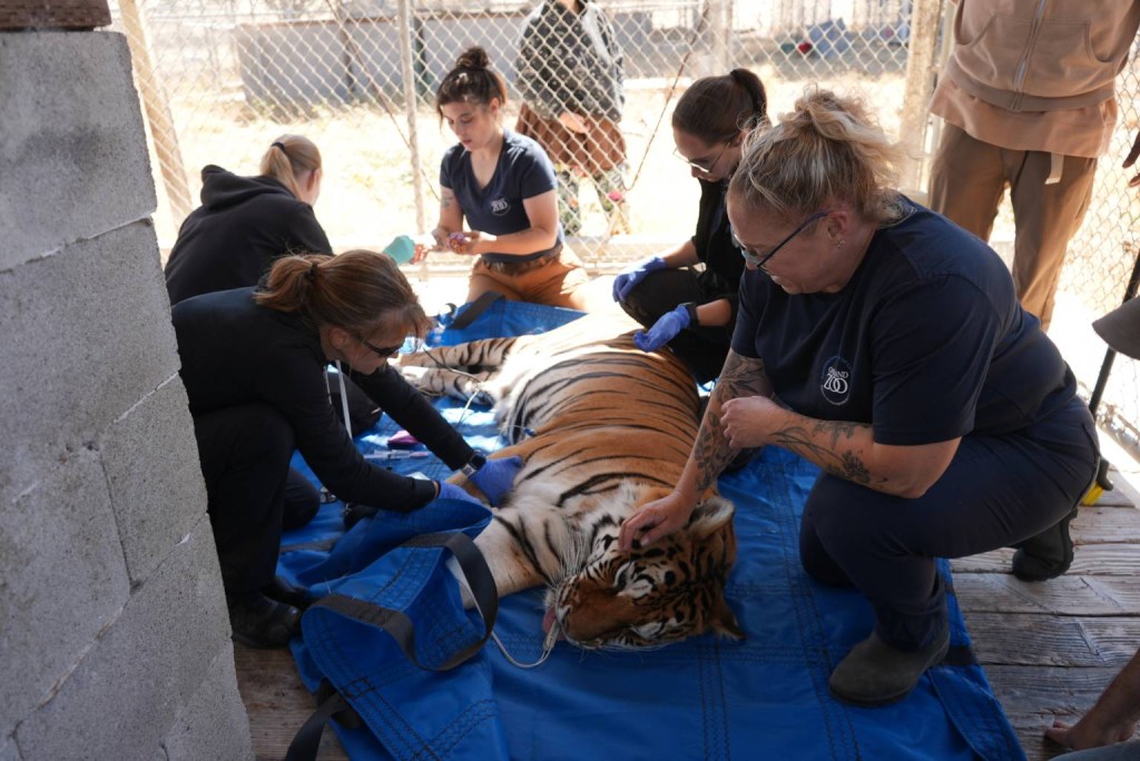Sitara is a 13-year-old tiger who has found a new home at the Oakland Zoo after being rescued from a notorious roadside zoo in Butte County.