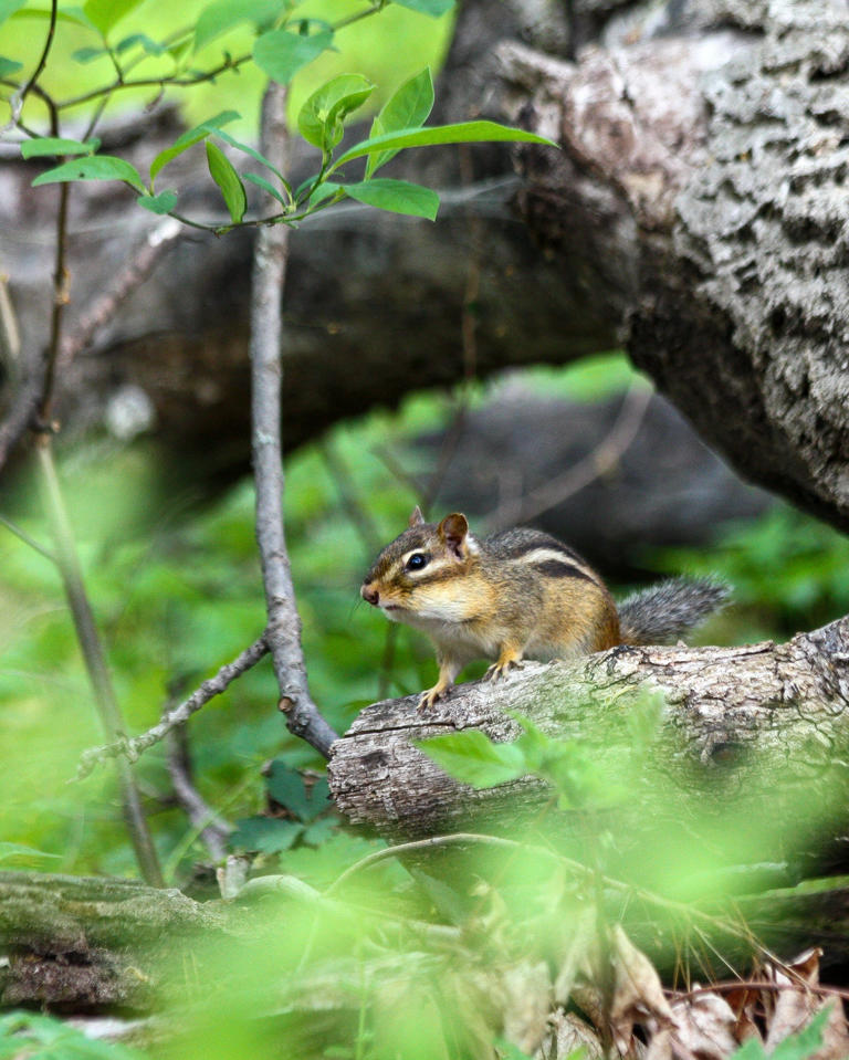 Has there been an explosion of chipmunks this year? Yes. Here's why