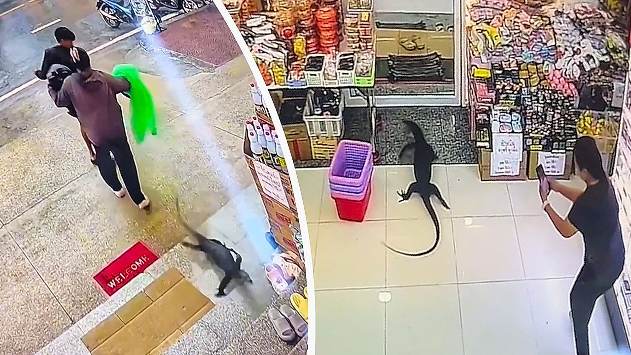 Giant lizard sends shoppers running for the exit in Thailand