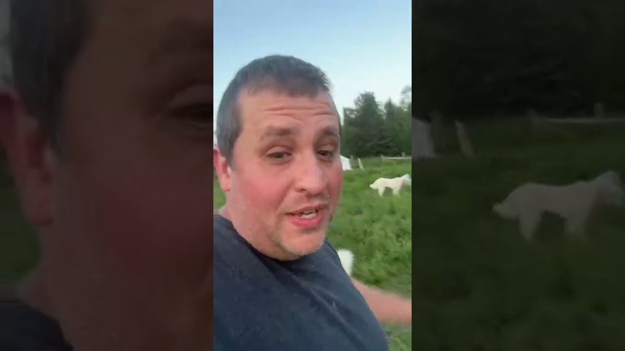 Discover a simple solution for a pesky fly problem on a Vermont farm