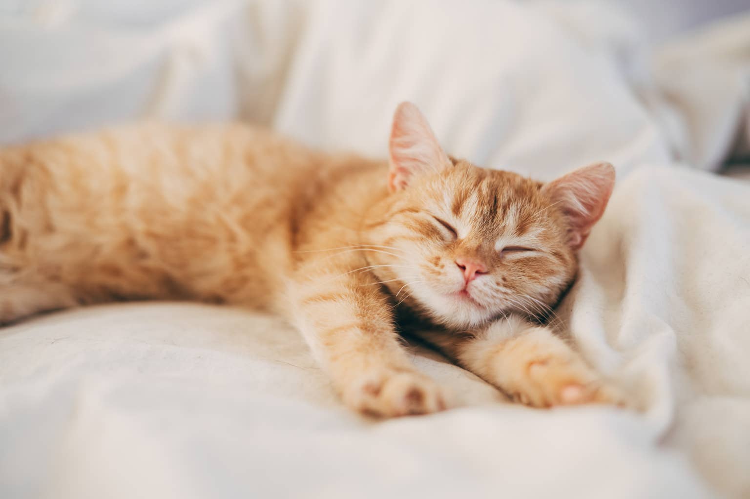 How To Cure Hairballs in Cats: Everything To Know, Including Vet Recommendations