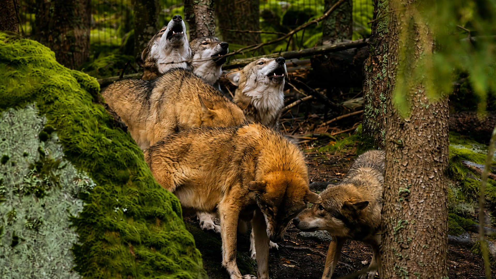 Wolves return to their territory as the hidden camera watches