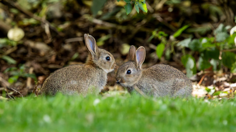 Two rabbits facing each other in a garden