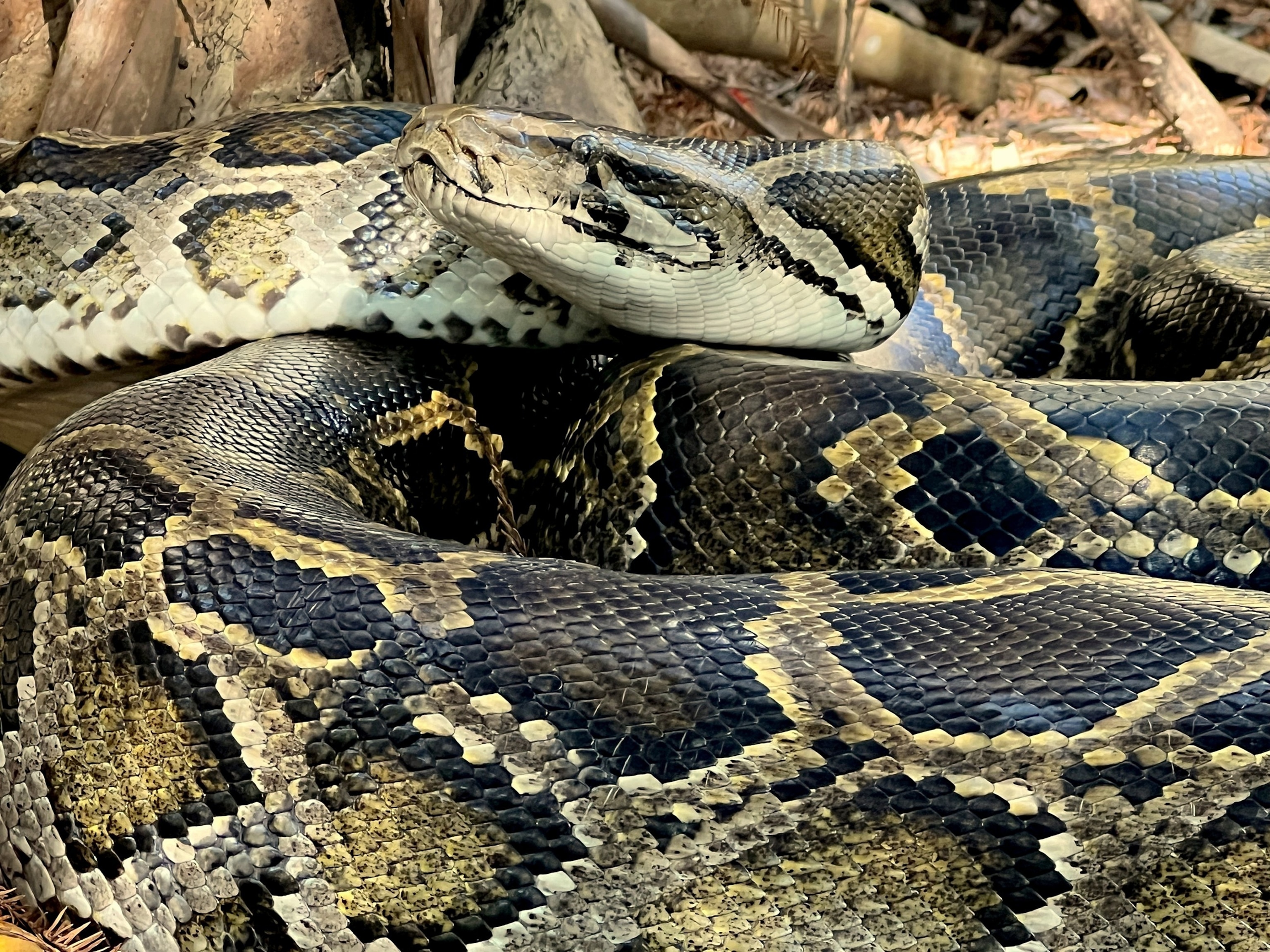 Invasive Burmese pythons have established a new hot spot in Florida