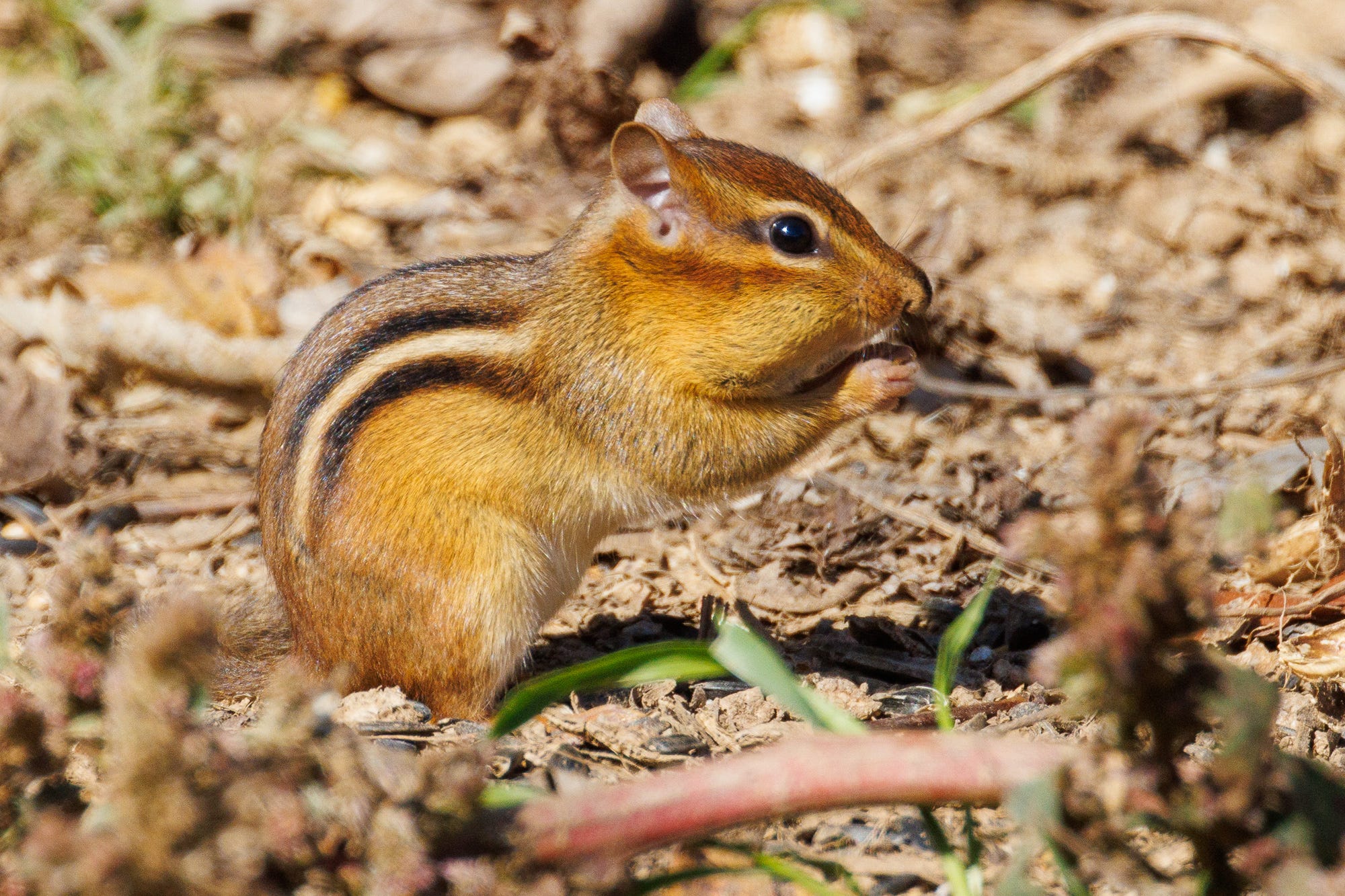 Has there been an explosion of chipmunks this year? Yes. Here's why