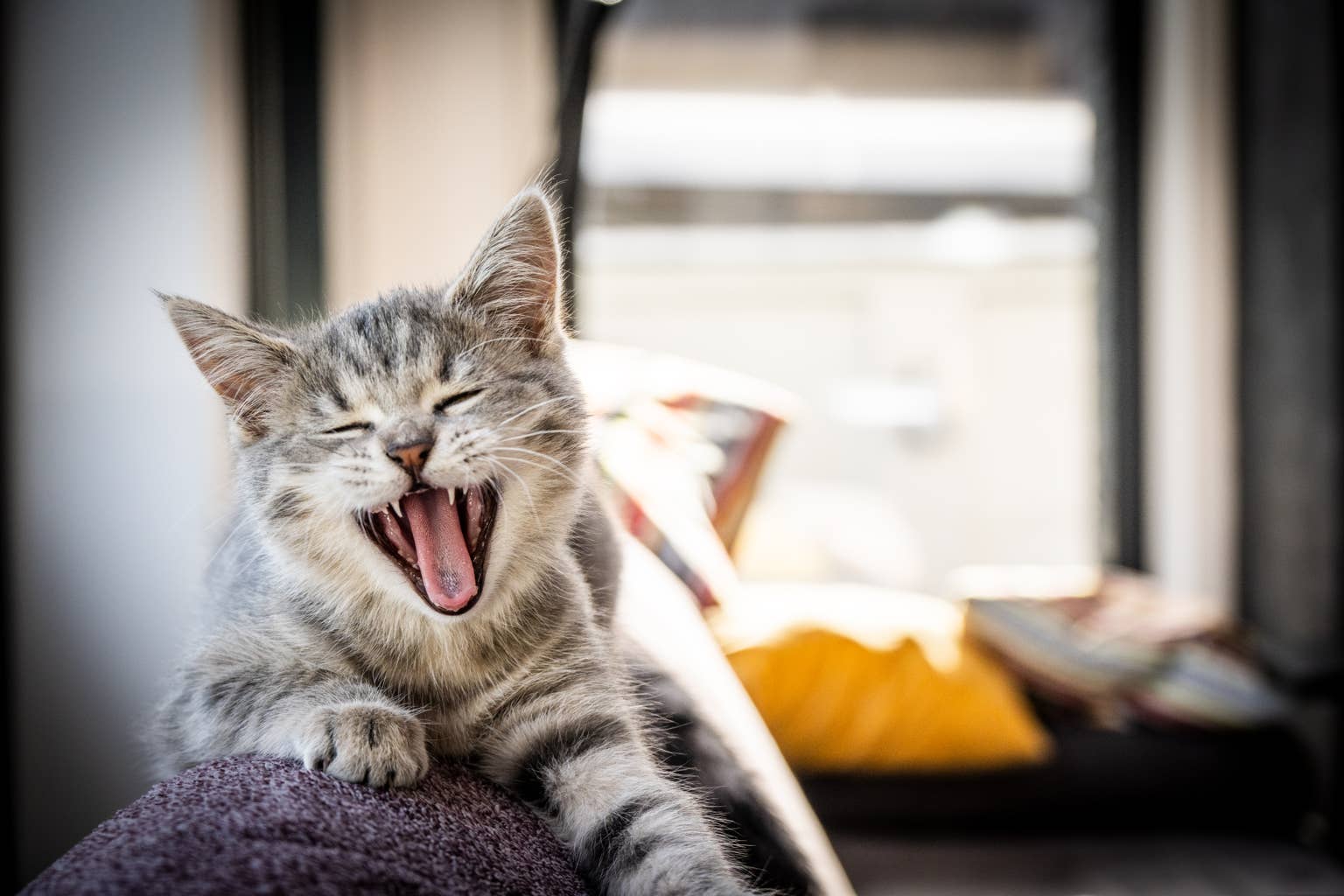 Cat adorably stops the rain from coming inside the best way he knows how