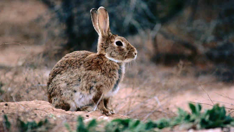 In 1859, Australia released 13 rabbits for hunting. Decades later, they ...