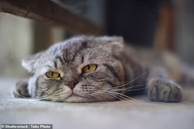 Cats can't understand human voices - and think laughter, sobs, and screams sound identical