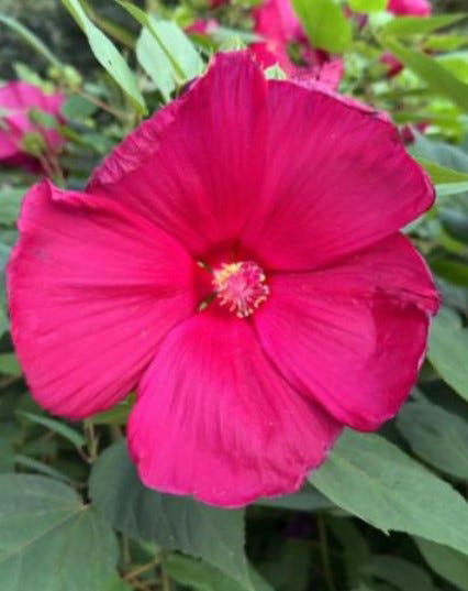 Add native rose mallow to your Ohio garden