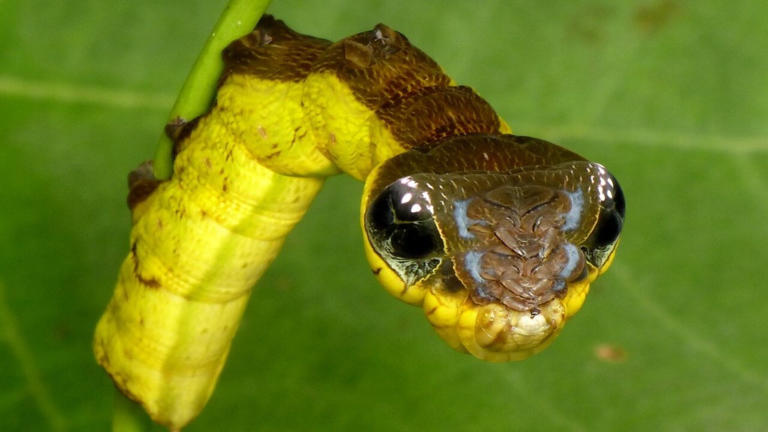 A lagarta Hemeroplanes triptolemus impressiona cientistas e amantes da natureza por usar uma estratégia de defesa surpreendente