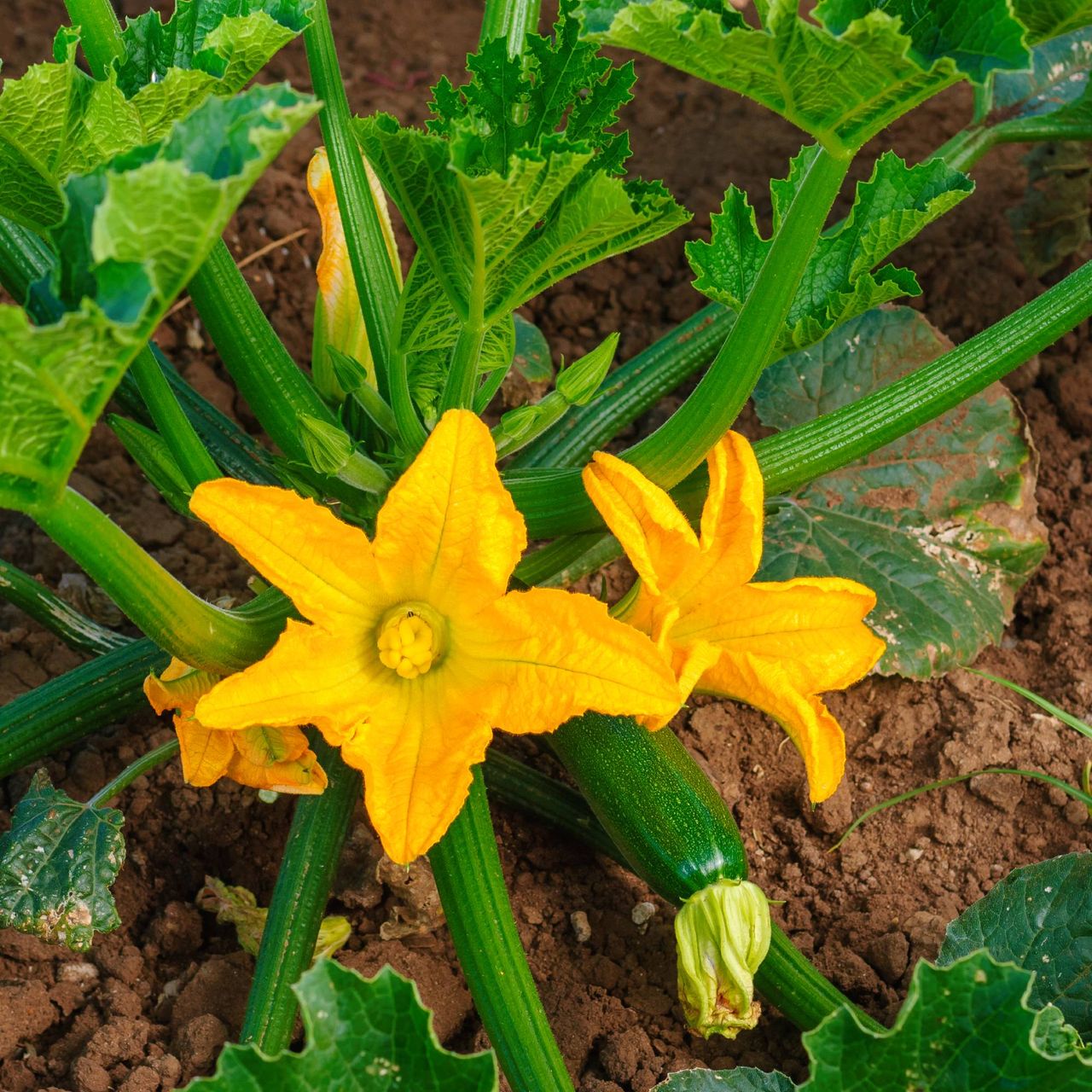 Why your zucchini is only growing duds – and the simple fix that gets fruits forming fast