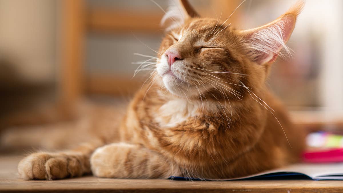 red-tabby-maine-coon-with-eyes-closed