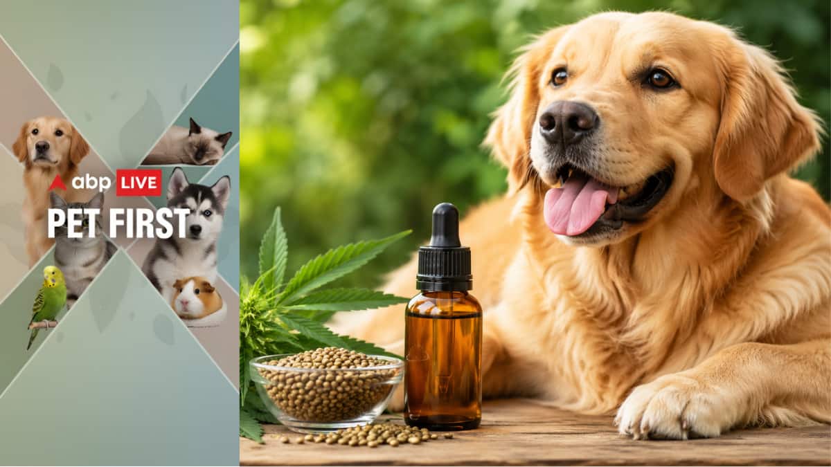 Pet First | Should you give hemp oil to your dog? Benefits, uses and ...